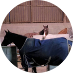 paddock des écuries